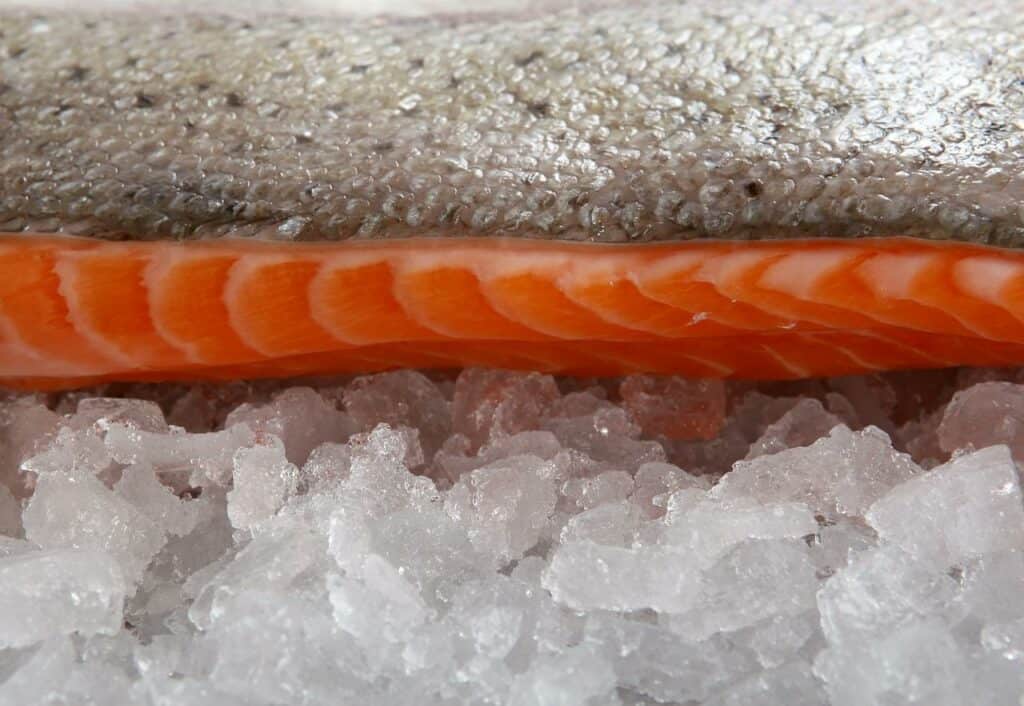 cold salmon safe